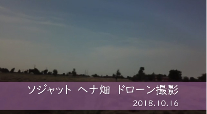 【ヘナの刈り取り上空撮影2018.10.16インド・ソジャット】