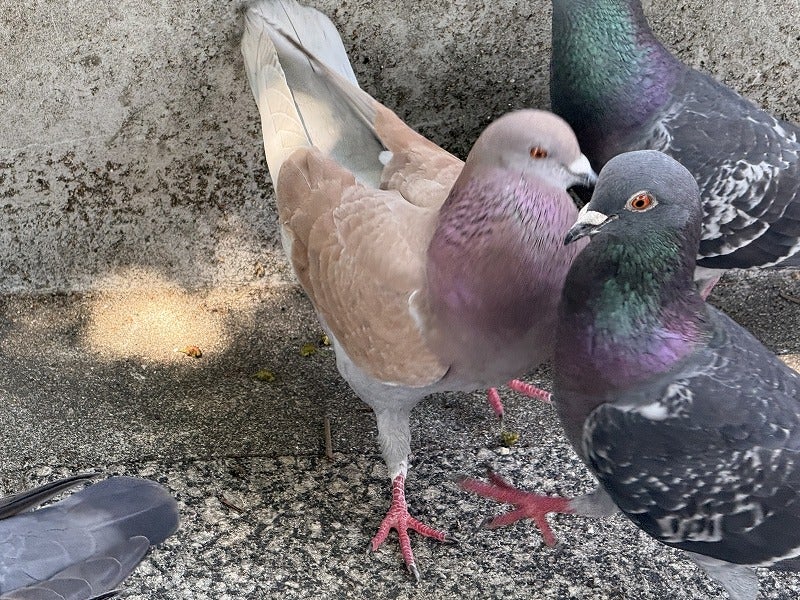 ヘナ業界はウソが蔓延している。