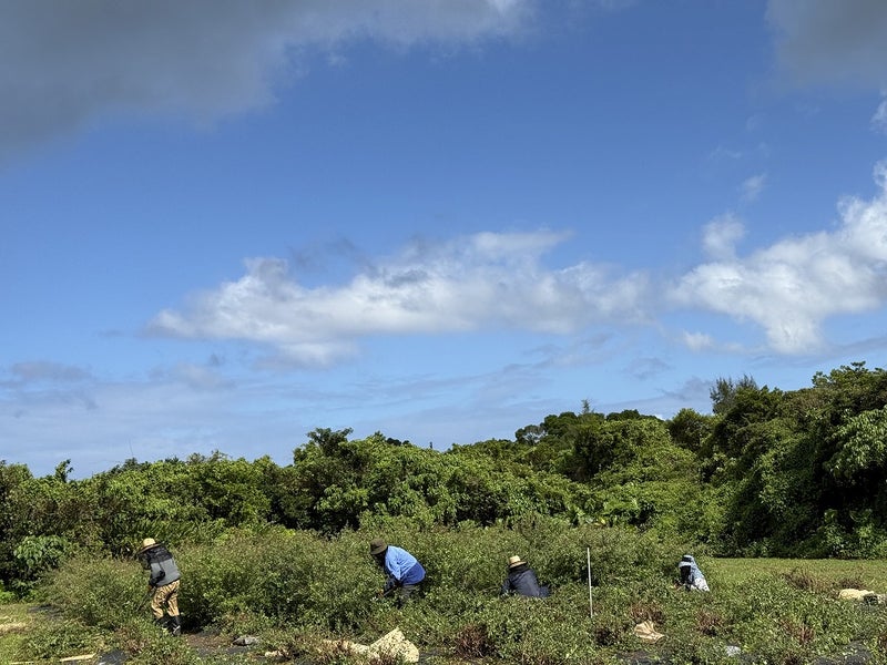 ヘナアート沖縄ヘナ刈り取り体験ツアー
